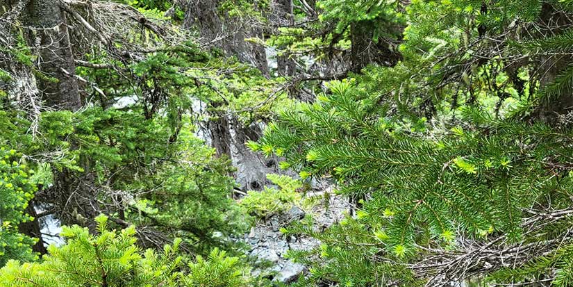 New employment opportunities support forestry workers