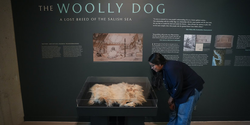 Only known woolly dog pelt returns to B.C. after more than 160 years